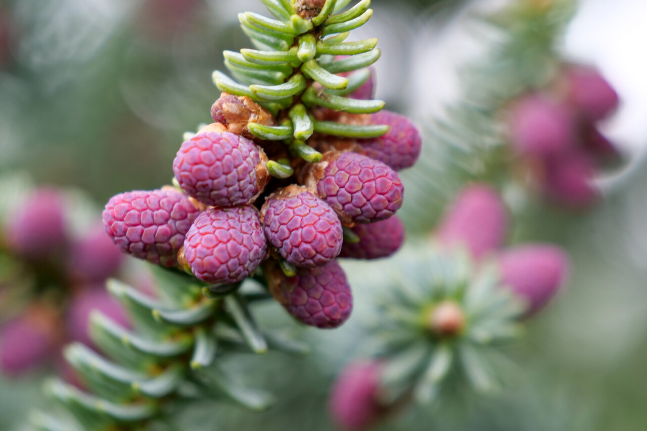 Abies pinsapo ‘Glauca’ | Abies pinsapo ‘Glauca’ - Van den Berk Pépinières